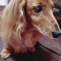 チョコ