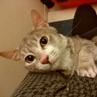 里親様決定●ロシブルミックスの男の子