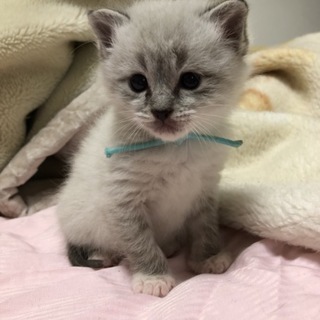 シャム風男の子☆おもちくん