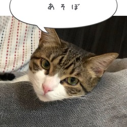 「吹き出しアプリで可愛くコメント」サムネイル3