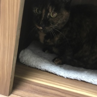 きなこ☆サビ猫 メス