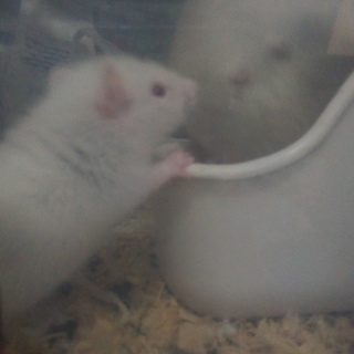 ファンシーラットの里親様募集致します