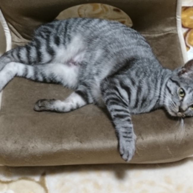 先輩猫いますのカバー写真