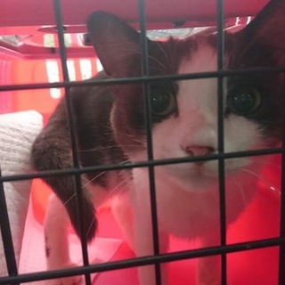 アマちゃん ケア中の為一旦募集停止します