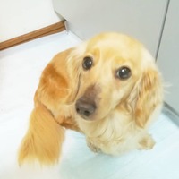 Ma Cherie(マシェリ)