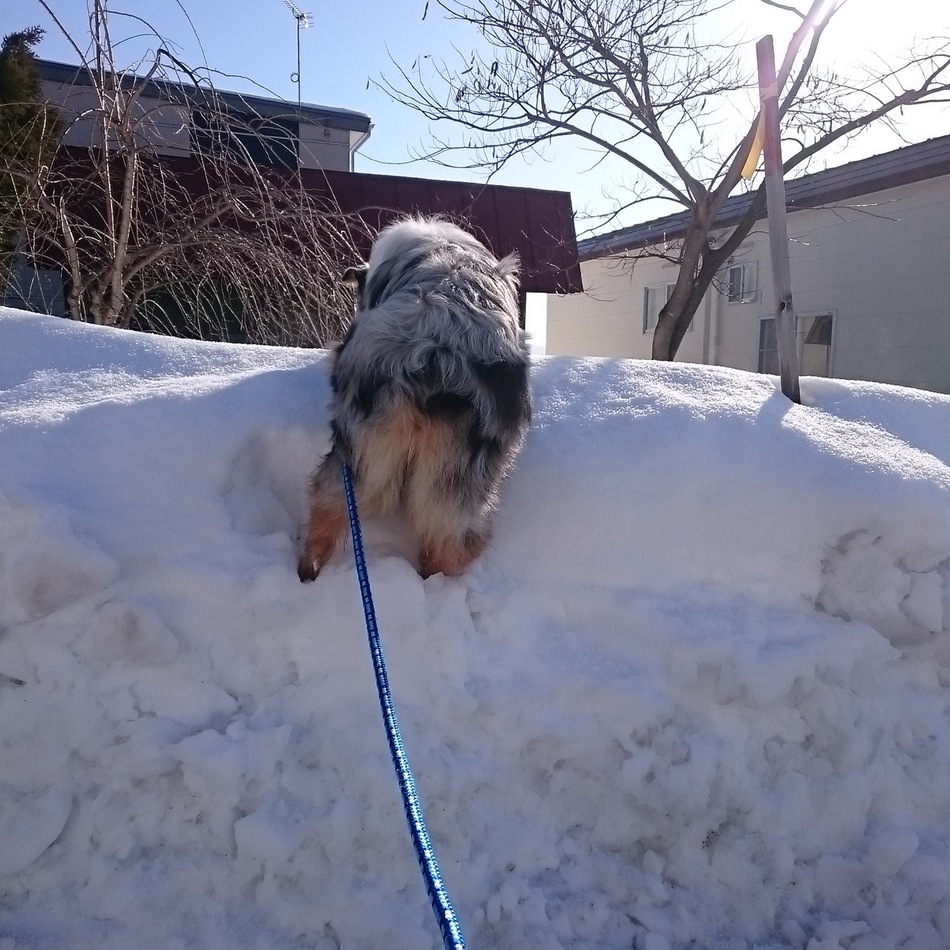 ロイのカバー写真