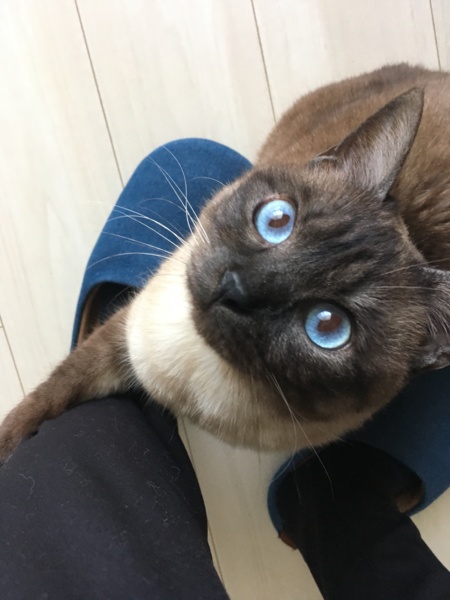 coco