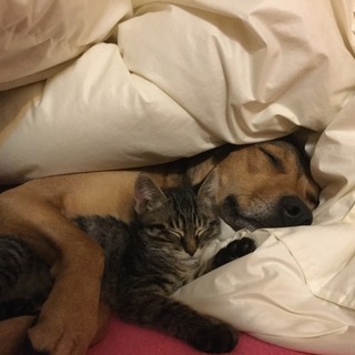 ありがとうございました