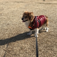 シャロン