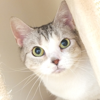 るちるちゃん♀　推定5才