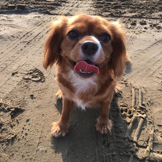 3歳 メス キャバリアです