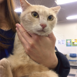 猫の譲渡会　名古屋市守山区 サムネイル1