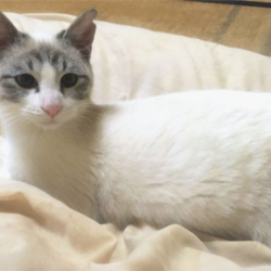 猫の譲渡会　名古屋市守山区 サムネイル3