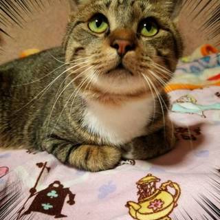 性格100点!! 超甘えたな膝乗り猫さん！