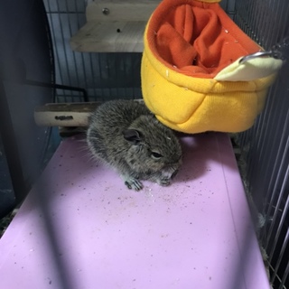 デグーベビー 男の子です