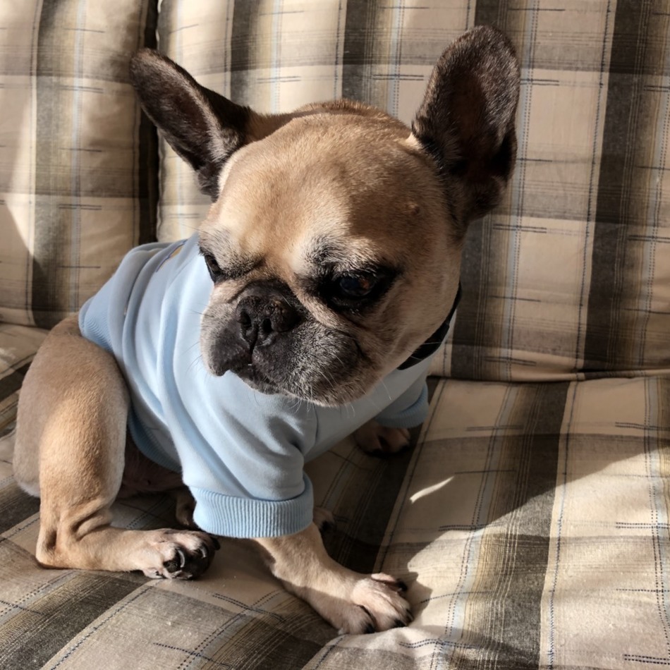 うずらのカバー写真