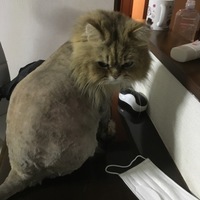 なす