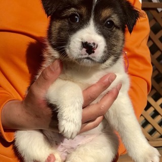 ♡１７４  里親さん希望です^_^