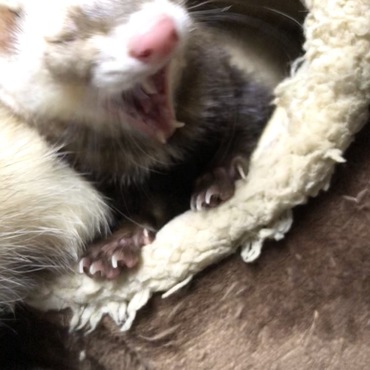 相当眠いらしいw