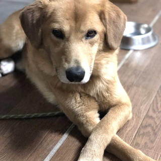 垂れ耳可愛い ナッツくん