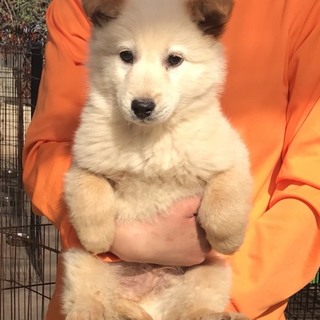 ☆１８１  里親さん募集です^_^