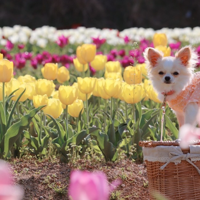 はるりんご☆のカバー写真