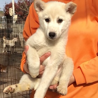 ☆１８２  里親さん募集です^_^