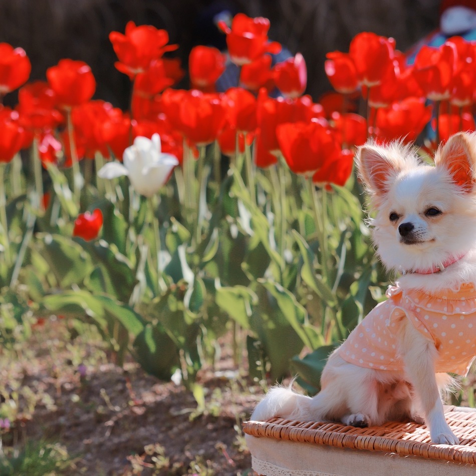 Royのカバー写真