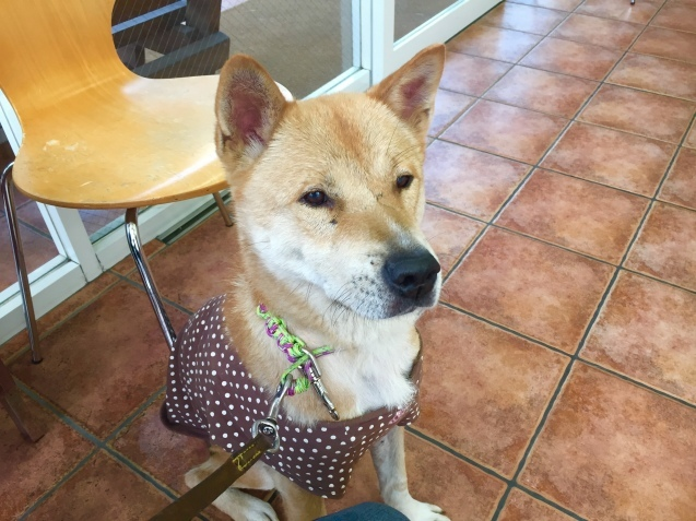 誰にでも優しく攻撃性は皆 東京都 犬の里親募集 ペットのおうち 月間利用者150万人