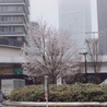 桃03