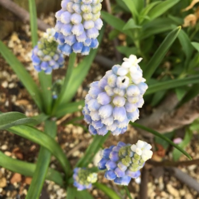 ameyuki777のカバー写真