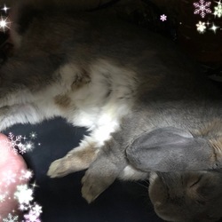 「無事3歳を迎えたうさぎの雷牙」サムネイル2