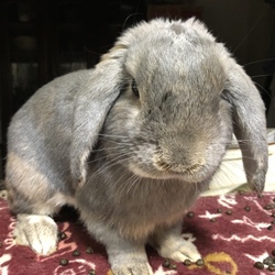 「無事3歳を迎えたうさぎの雷牙」サムネイル3