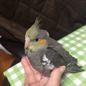 人間大好き、オカメインコちゃんの里親募集！