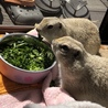 お食事中！