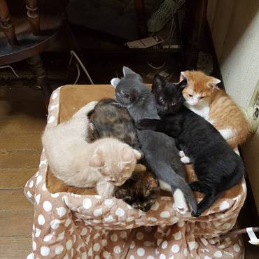 里親さんが見つかって幸せになった兄弟姉妹