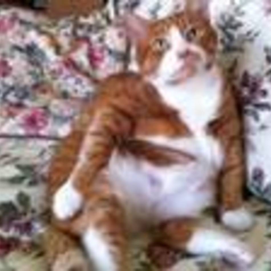 Mr.ウイグルスのカバー写真