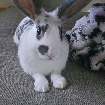 チョビ ！　癒しマスター！！！