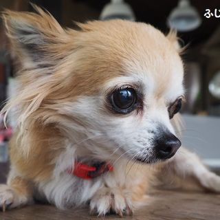 チワワ10才の女の子No.２