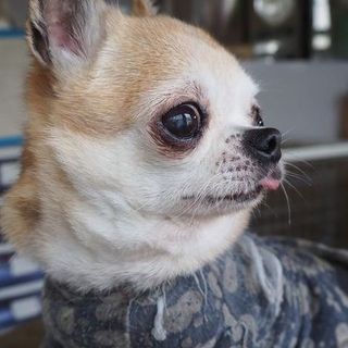 チワワ9才の女の子No.2