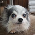チワワ11才の男の子