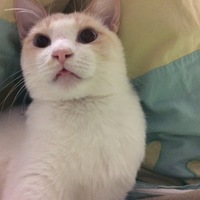 まる (2022年6月永眠)