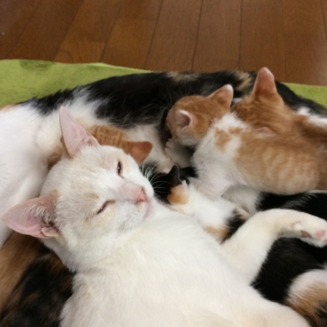 ミッピーのカバー写真