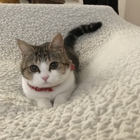 佐藤 おこげ