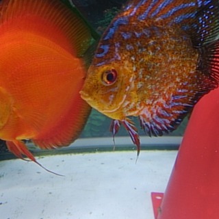 ディスカス　里親様【応募多数の為、一時中断】