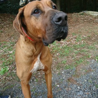  里親様がきまりました！