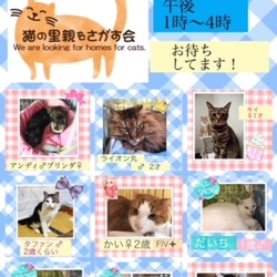 猫の里親会＠亀有にゃんこ サムネイル1