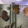 ［交渉中の為一時募集停止］ディスカス三匹 サムネイル2