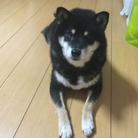 さくら