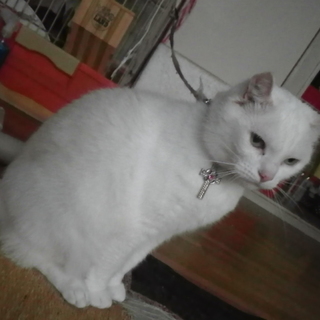 引き取って頂ける方を探しています。